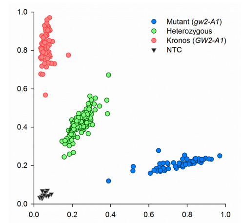 kasp genotyping 的图像结果
