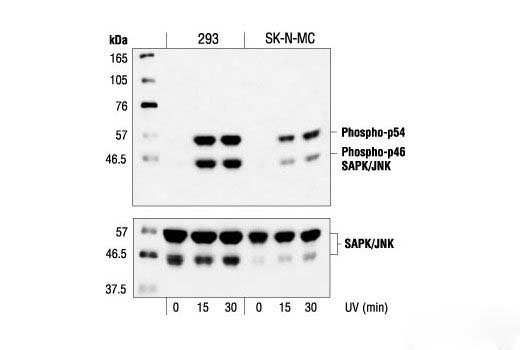 WESTERN BLOT 的图像结果