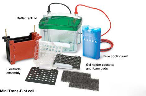 WESTERN BLOT 的图像结果