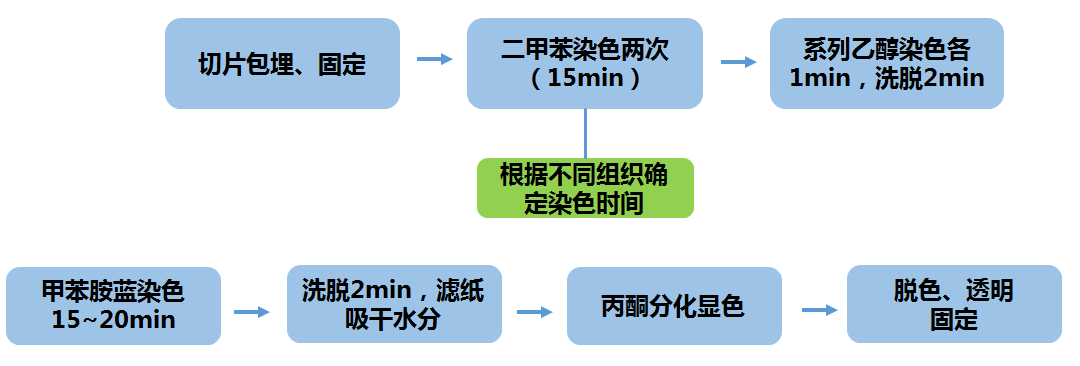 甲苯胺蓝染色
